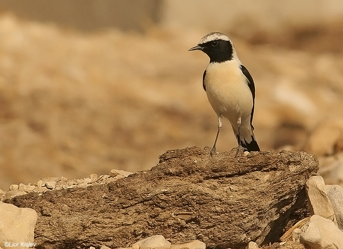   Black-eared Wheatear Oenanthe hispanica          , 2009.: 